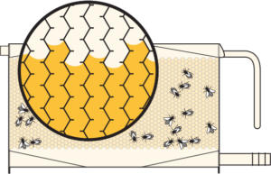cấu tạo cầu ong